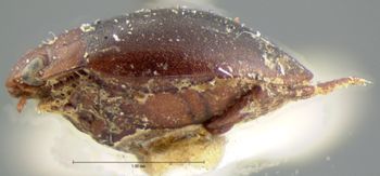 Media type: image;   Entomology 5989 Aspect: habitus lateral view